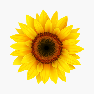 bright yellow sunflower