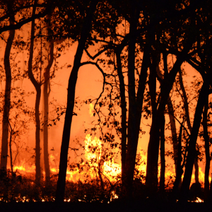 trees silhouetted against a raging forest fire